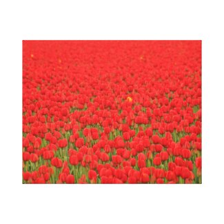 Red Tulip Field zazzle_wrappedcanvas