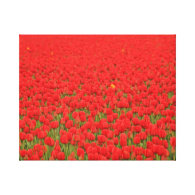 Red Tulip Field Canvas Print