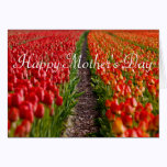 Red Tulip Field Mother's Day Card cards