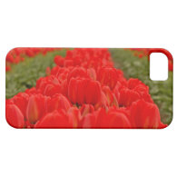 Red Tulip Field Photo iPhone 5 Case