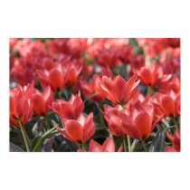 Red tulip field posters