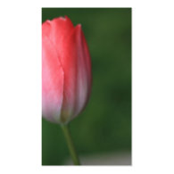 red tulip flower in green background business card