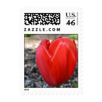 Red Tulip Flower postage