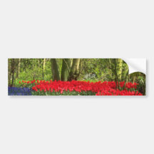Red Tulip glade, Holland flowers Bumper Sticker