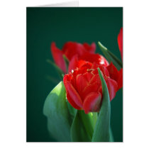 Red Tulip cards