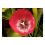 Red Tulip I cards