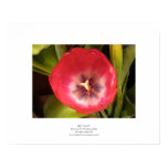 Red Tulip I posters