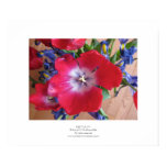 Red Tulip II posters