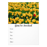 Red Tulip in a Yellow Tulip Field Personalized Invitations