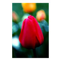 Red Tulip in Garden posters by UponInfinity Red Tulip in Garden posters