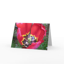 Red Tulip Insides cards
