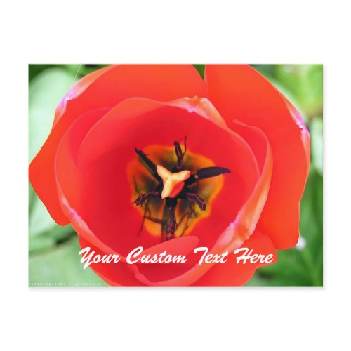 Red Tulip Macro Flower Custom text Postcard postcard