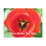 Red Tulip Macro Flower Custom text Postcard