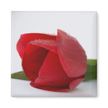 red tulip magnets by VioDePhoto red tulip magnets