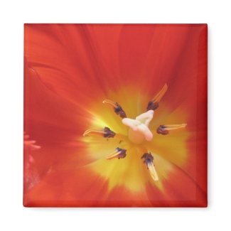 Red tulip fridge magnet