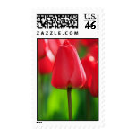 Red Tulip Photo Stamps