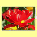 Red Tulip Photographs cards