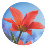 Red Tulip Plate plates