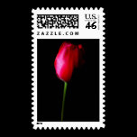Red Tulip Postage Stamp stamps