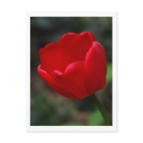 Red tulip postcard