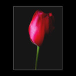 Red Tulip Postcard postcards
