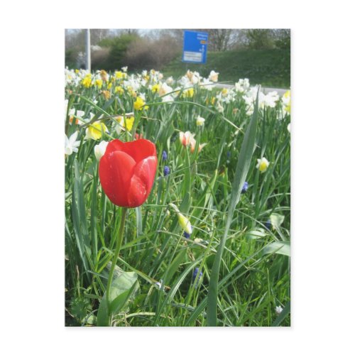 Red tulip postcard