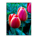 Red Tulip posters by photomorgana Red Tulip posters