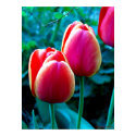 Red Tulip posters