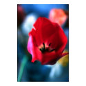 Red Tulip posters by UponInfinity Red Tulip posters