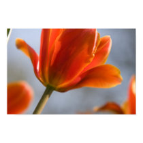 Red Tulip posters
