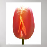 Red Tulip Poster
