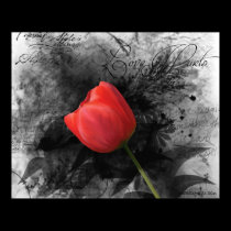 Red Tulip Poster posters