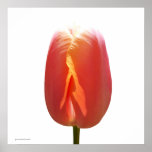 Red Tulip Poster