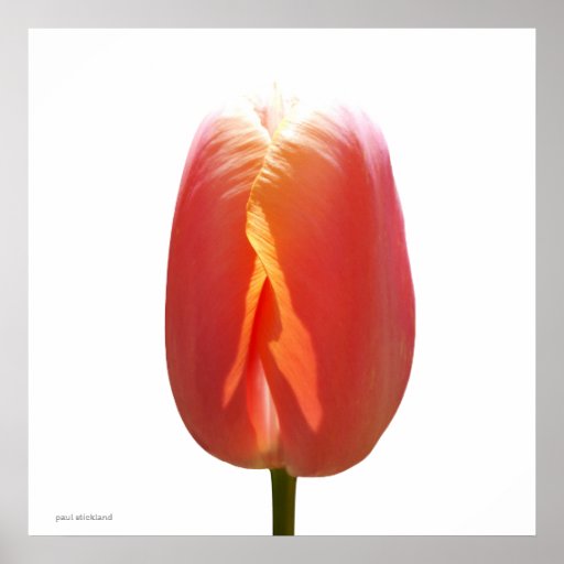 Red Tulip Poster