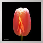 Red Tulip Poster