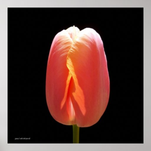 Red Tulip Poster