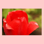 Red Tulip posters
