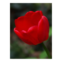 Red tulip posters