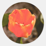 Red tulip sticker