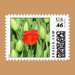 Red Tulip Wedding Postage stamps