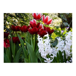 Red Tulips and White Hyacinths Print print
