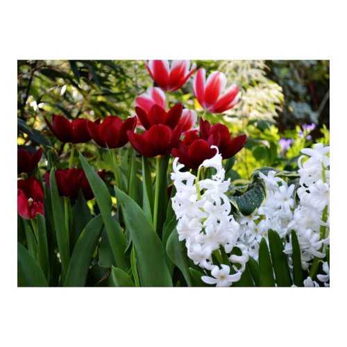 Red Tulips and White Hyacinths Print print