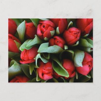 Red Tulips Bouquet postcard