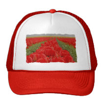 Red Tulips Field Photo hats