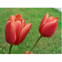 Red Tulips Flower photo sculptures