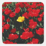 Red Tulips flowers Square Stickers
