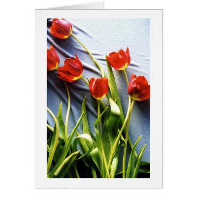 Red Tulips for Kerstin Card by donnabellas