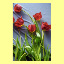 Red Tulips for Kerstin Poster Print posters