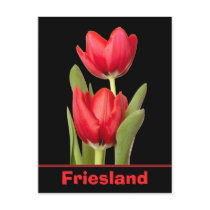 Red Tulips Friesland Postcards