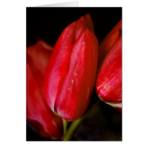 Red Tulips Greeting Cards